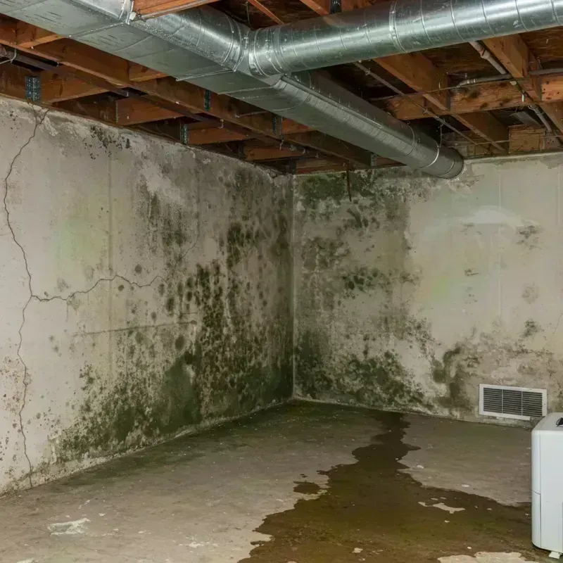 Professional Mold Removal in El Cerrito Corona, CA